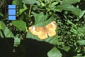 Scene 22_Orange riodinidae on a leaf